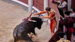 Awas Diseruduk, Yuk Lihat Pertunjukan Adu Banteng di Negeri Matador