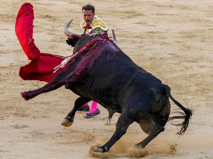 Awas Diseruduk, Yuk Lihat Pertunjukan Adu Banteng di Negeri Matador