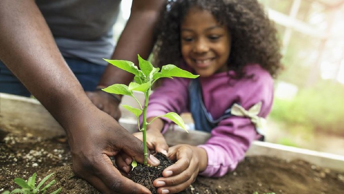African-American father and daughter holding small seedling at community garden greenery