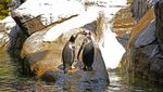 Gemasnya Penguin Gentoo, Penghuni Baru Kebun Binatang di Belgia