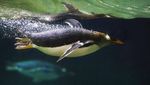 Gemasnya Penguin Gentoo, Penghuni Baru Kebun Binatang di Belgia