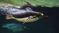 Penguin Gentoo dikenal sebagai penguin yang memiliki kemampuan berenang dengan cepat. Spesies penguin yang ada di genus Pygoscelis ini bahkan dijuluki sebagai penguin perenang tercepat di dunia.