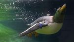 Gemasnya Penguin Gentoo, Penghuni Baru Kebun Binatang di Belgia