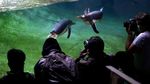 Gemasnya Penguin Gentoo, Penghuni Baru Kebun Binatang di Belgia