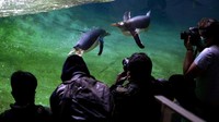 Memiliki berat mencapai 8 kilogram, penguin Gentoo pun jadi salah satu spesies penguin terbesar di dunia bersama penguin Kaisar dan penguin Raja.