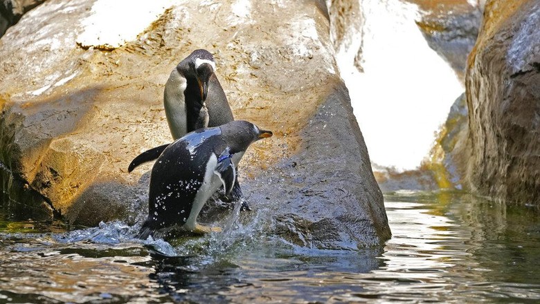 Kebun binatang Pairi Daiza kedatangan penghuni baru. Salah satu kebun binatang terbesar di Eropa itu menambahkan 10 ekor penguin Gentoo sebagai koleksinya.