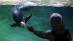 Gemasnya Penguin Gentoo, Penghuni Baru Kebun Binatang di Belgia