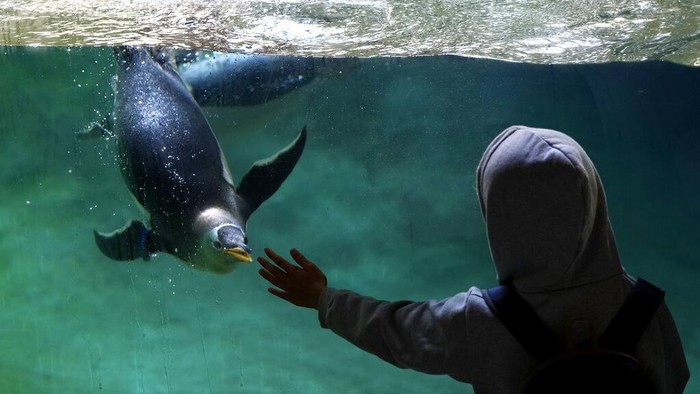 Kebun binatang Pairi Daiza kedatangan penghuni baru. Salah satu kebun binatang terbesar di Eropa itu menambahkan 10 ekor penguin Gentoo sebagai koleksinya.