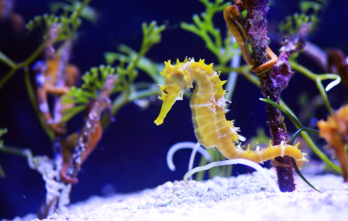 Kuda Laut Kuda laut