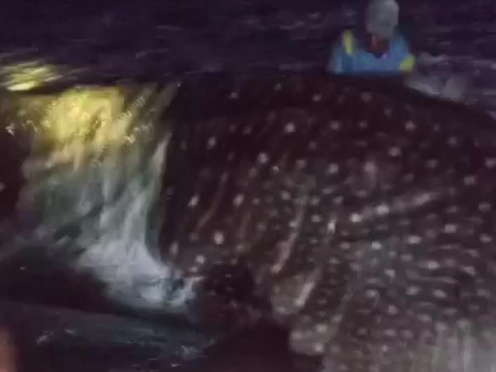 Nelayan berhasil selamatkan ikan hiu tutul yang terdampar di pinggir Pantai Batukaras.