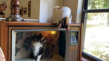 Televisi jadul yang rusak disulap jari tempat kucing. Foto: dok Bored Panda