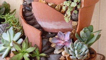 Pot yang pecah pun masih bisa dimanfaatkan jadi taman mini yang cantik. Foto: dok Bored Panda