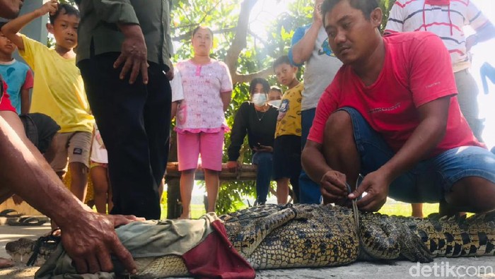 Tiga pencari ikan menangkap seekor buaya muara di Sungai Sadar, Kabupaten Mojokerto. Mereka sempat dibuat jatuh bangun selama 30 menit, saat menangkap buaya sepanjang 2 meter tersebut.