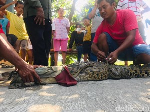 2 Buaya Ditangkap di Jatim dalam Sepekan