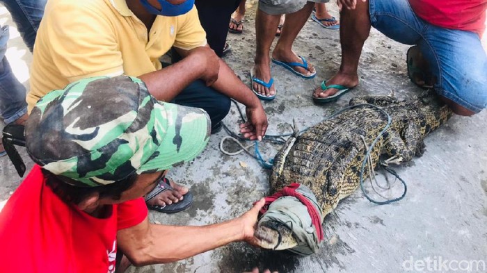 Tiga pencari ikan menangkap seekor buaya muara di Sungai Sadar, Kabupaten Mojokerto. Mereka sempat dibuat jatuh bangun selama 30 menit, saat menangkap buaya sepanjang 2 meter tersebut.