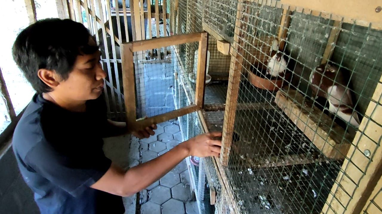 Koleksi merpati hias impor di tempat peternakan merpati hias milik Ambar Wahyudi di Dusun Carikan, Kalurahan Bumirejo, Kapanewon Lendah, Kulon Progo