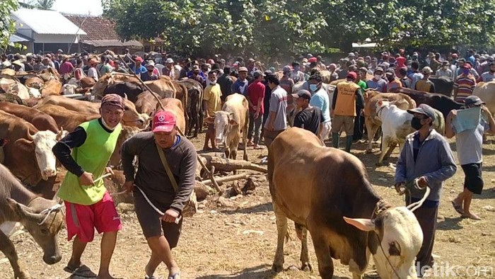 Pasar Hewan Pekalongan Penuh Sesak di Tengah PPKM Darurat Menjelang Idul Adha, Pasar Hewan Kajen Pekalongan terpantau ramai hari ini. Keramaian itu terjadi saat PPKM darurat sedang diberlakukan di Jawa-Bali.