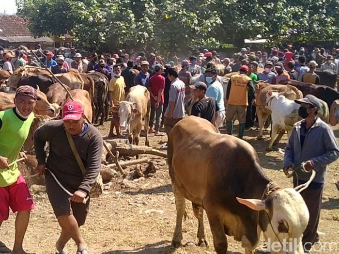 Menjelang Idul Adha, Pasar Hewan Kajen Pekalongan terpantau ramai hari ini. Keramaian itu terjadi saat PPKM darurat sedang diberlakukan di Jawa-Bali.