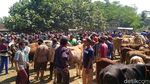Hiruk-pikuk Pasar Hewan Pekalongan Penuh Sesak Saat PPKM Darurat