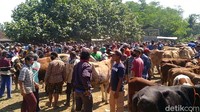Sementara itu harga hewan kurban di pasar tersebut terpantau mulai naik. Untuk harga seekor kerbau naik hingga Rp 3 juta per ekor. Sedangkan harga sapi mengalami kenaikan sekitar Rp 500 ribu hingga Rp 2 juta per ekor.