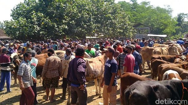 Menjelang Idul Adha, Pasar Hewan Kajen Pekalongan terpantau ramai hari ini. Keramaian itu terjadi saat PPKM darurat sedang diberlakukan di Jawa-Bali.