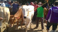 Suasana pasar tampak penuh sesak oleh pedagang dan pembeli hewan kurban. Menurut mereka, menurunkan masker dilakukan agar leluasa bicara saat menawar harga.