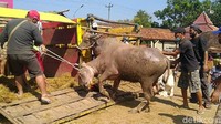 Banyak pengunjung yang tidak mengenakan masker saat melihat-lihat sapi yang dijual. Sapi-sapi terus berdatangan di pasar hewan yang terletak di Pekalongan tersebut.
