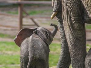Pertama dalam Sejarah, Gajah Kebun Binatang Dilepasliarkan