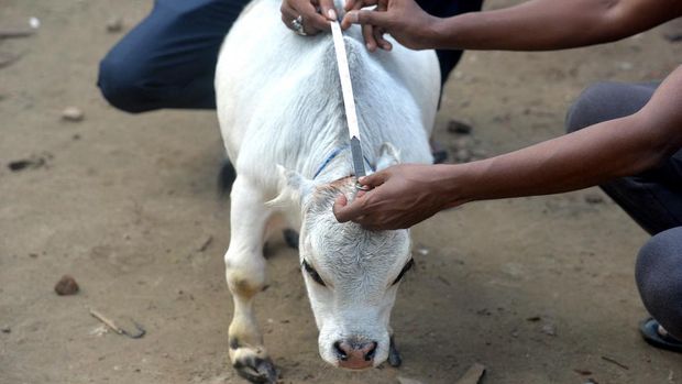 Rani, sapi kerdil di Bangladesh