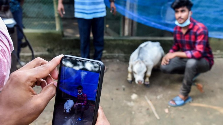 Rani, sapi kerdil di Bangladesh
