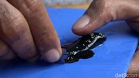 Satu orang calon peserta kontes biasa membawa 5 sampai 10 ekor ikan terbaik mereka untuk dirias.