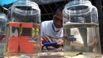 Salon Ikan Cupang, Peluang Cuan di Tengah Pandemi