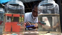 Di salon itu, ikan cupang yang akan dirias terlebih dahulu dibius menggunakan air es, agar ikan tidak terlalu banyak bergerak saat dikerjakan.