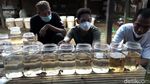 Salon Ikan Cupang, Peluang Cuan di Tengah Pandemi