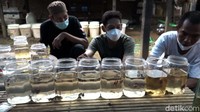 Meski terdengar mudah, pengerjaan merias ikan cupang ini membutuhkan keahlian khusus dan ketelitian. Pasalnya, kesalahan kecil saja, bisa berakibat fatal dan membuat sirip ikan menjadi rusak atau bahkan ikannya mati.