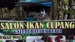 Salon Ikan Cupang, Peluang Cuan di Tengah Pandemi