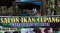 Salon ikan cupang yang berlokasi di Desa Allaere, Kecamatan Tanralili, Maros itu pun ramai dikunjungi setiap akan ada gelaran kontes.