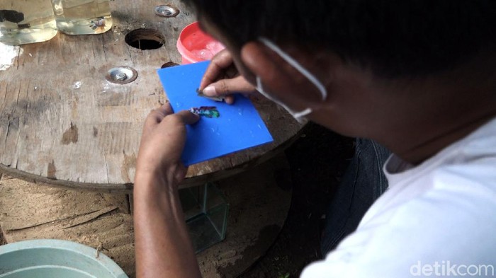 Salon Ikan Cupang, Peluang Cuan di Tengah Pandemi Komunitas Cupang Maros (KCM) di Maros, Sulawesi Selatan membuat salon khusus ikan cupang. Cupang itu dirias untuk diikutkan dalam kontes.