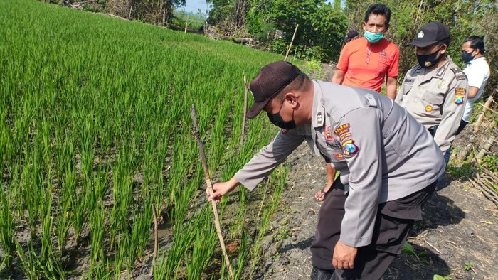 Senjata makan tuan. Barang kali itu peribahasa yang tepat untuk menggambarkan nasib Marianto (52). Petani di Desa Rejoagung, Kecamatan Ploso, Jombang ini tewas tersetrum jebakan tikus listrik yang ia pasang di sawahnya sendiri.