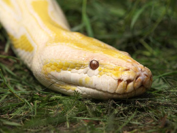 Fakta Menarik Tentang Ular dalam Foto