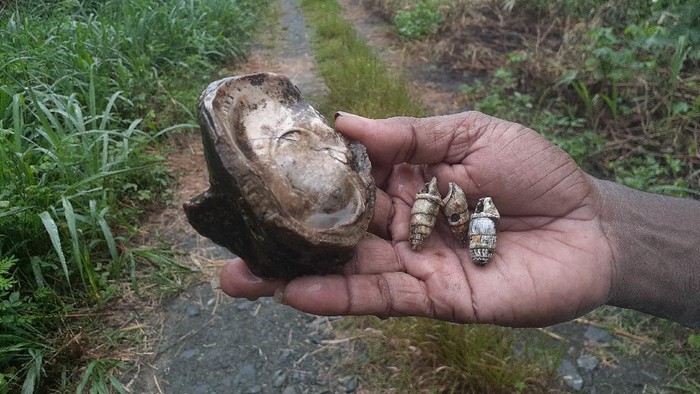 Fosil kerang laut