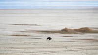 Tampak seekor bison berjalan di pinggiran The Great Salt Lake untuk mencari sumber air.  