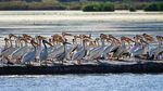 Nestapa Keringnya Danau Great Salt di Amerika