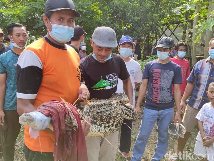 Masih ingat dengan penampakan buaya muara di bantaran Sungai Bengawan Solo, Desa Parengan, Kecamatan Maduran, Lamongan? Salah satu buaya sudah ditangkap warga.