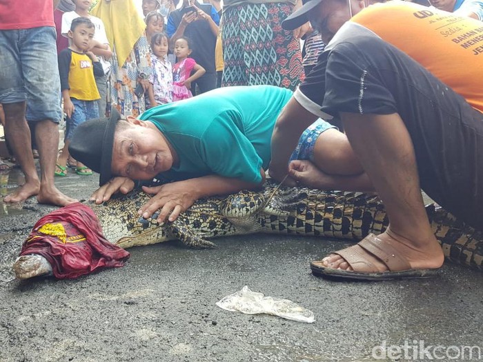 Masih ingat dengan penampakan buaya muara di bantaran Sungai Bengawan Solo, Desa Parengan, Kecamatan Maduran, Lamongan? Salah satu buaya sudah ditangkap warga.