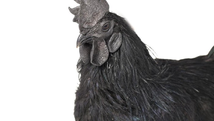 Tak Hanya di Indonesia, Ayam Hitam Cemani Juga Populer dan Mahal di India