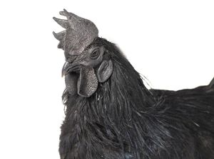 Fakta Menarik Ayam Cemani yang Serba Hitam
