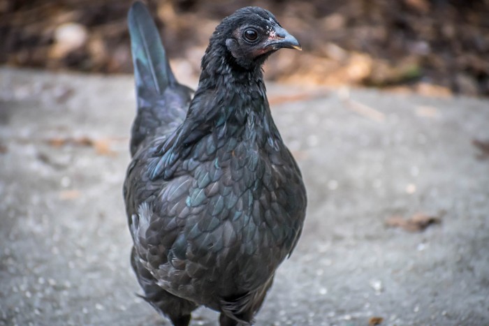 Tak Hanya di Indonesia, Ayam Hitam Cemani Juga Populer dan Mahal di India