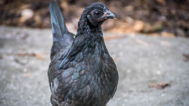 Tak Hanya di Indonesia, Ayam Hitam Cemani Juga Populer dan Mahal di India