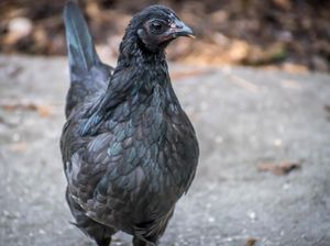 Dianggap Mistis, Harga Ayam Cemani Capai Rp 35 Juta Seekor